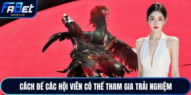 Đá Gà FABET - Trực Tiếp Gà Chiến Đỉnh Cao Mỗi Ngày