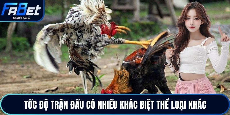 Gà Cựa Dao - Nhịp Độ Sinh Tử Trong Những Pha Ra Đòn